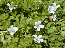 Load image into Gallery viewer, Bacopa