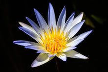Load image into Gallery viewer, Three Lotus Blend