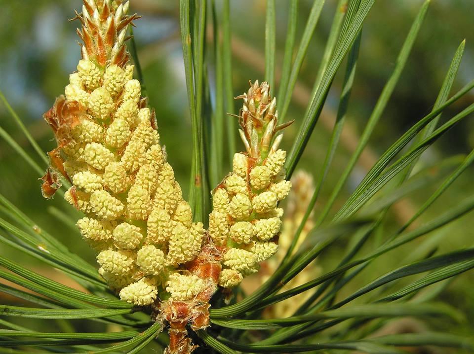 Pine Pollen Tincture - Natural Energy, Focus, & Libido Support – Forager's  Kingdom