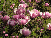 Load image into Gallery viewer, Magnolia Bark