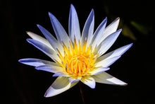Load image into Gallery viewer, Three Lotus Blend
