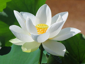Three Lotus Blend