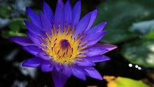 Load image into Gallery viewer, Blue Lotus
